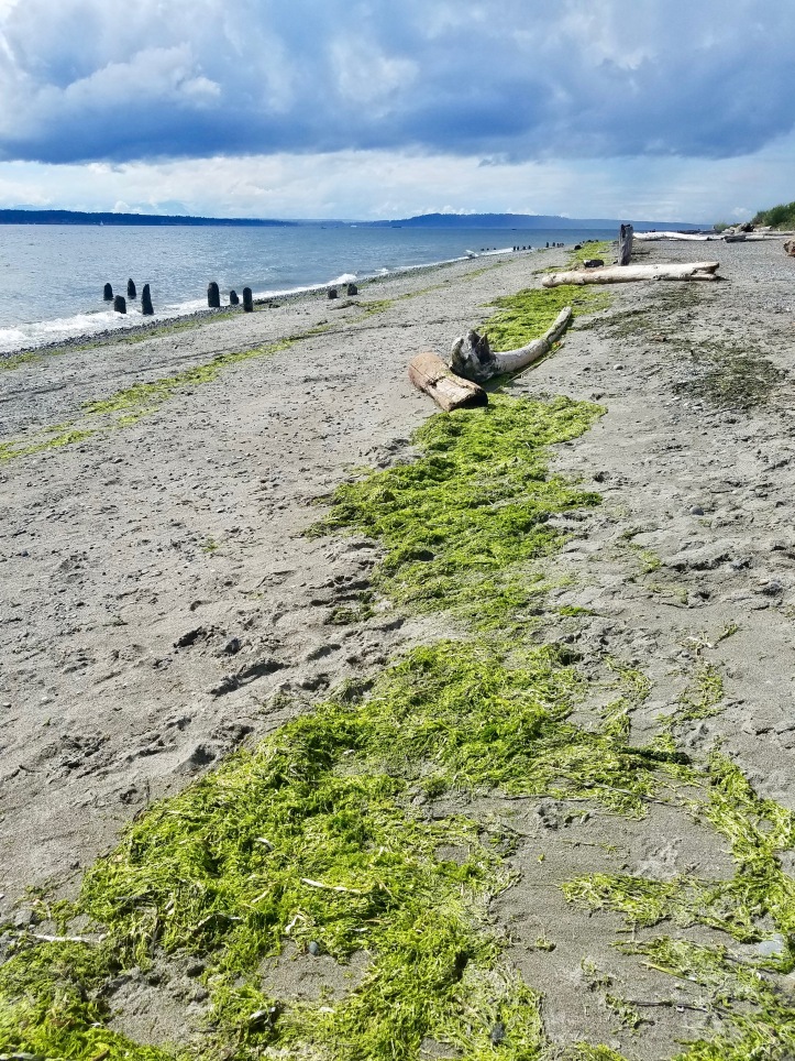 Fresh seaweed on Richmond Beach, Shoreline WA