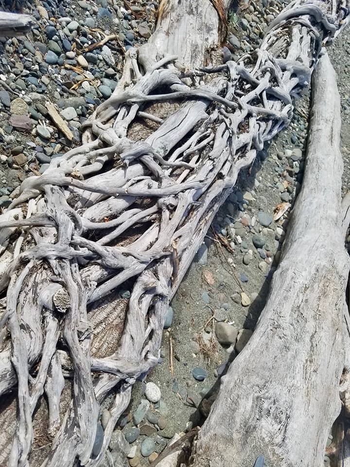 Driftwood on Richmond Beach
